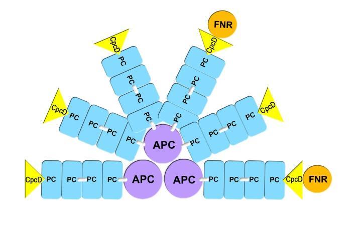 Einleitung äußeren Stäbchenstrukturen setzen sich aus jeweils drei hexameren Phycocyaninscheiben zusammen.