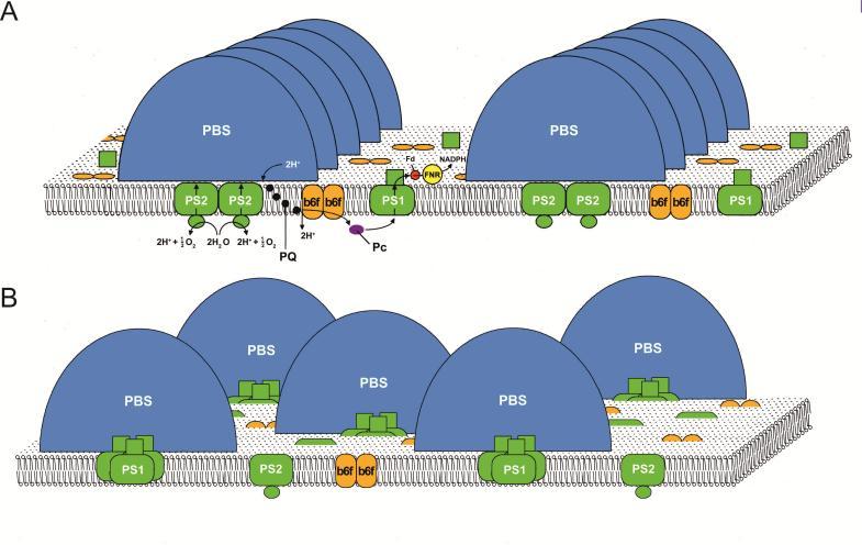 Einleitung Das Modell des spill over würde durch den Abstand der Photosyteme in der Membran eine Diffusion von PS2 und PS1 voraussetzten.