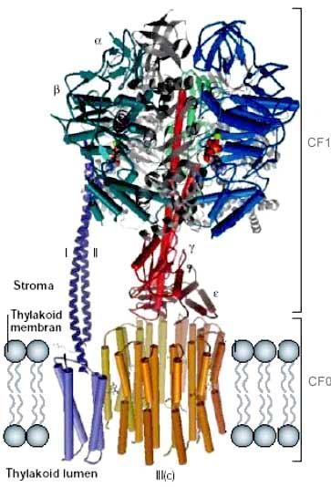 Einleitung 1.9 Die ATP-Synthase Eine Möglichkeit zur Entkopplung des PET ist eine durch genetic engineering beschleunigte Protonentranslokation durch die ATP-Synthase.