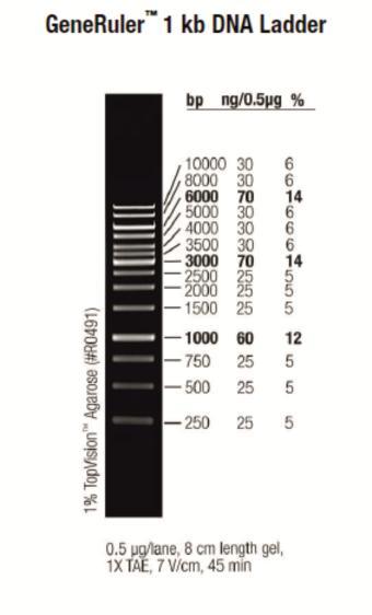 Material und Methoden TAE-Puffer (50x): Ethidiumbromid: TRIS 242 g 10 mg/ml Eisessig EDTA 0,5 M (ph8,0) 57,1 ml 100 ml Aqua bidest.