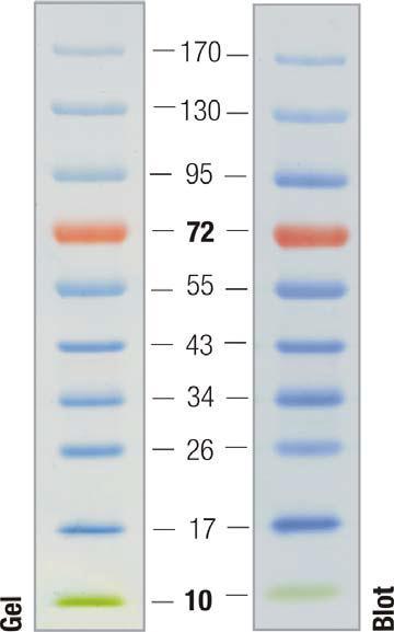 Material und Methoden Abbildung 2-2: PageRuler.. Prestained Protein Ladder SM0671 2.5.