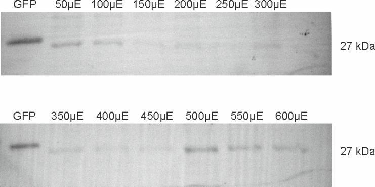 Ergebnisse aufgetragen. Die Expression von GFP wurde auf einem Western Blot mittels GFP-Antikörper nachgewiesen.