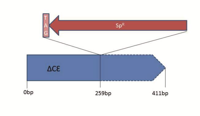 Ergebnisse Abbildung 3-8: Klonierung der Mutante CԐ. An Position 259 bp des Gens für die Ԑ-UE der ATP-Synthase (slr1330) wurde ein stop codon, zusammen mit einer Spectinomycin-Resistenz, eingefügt.