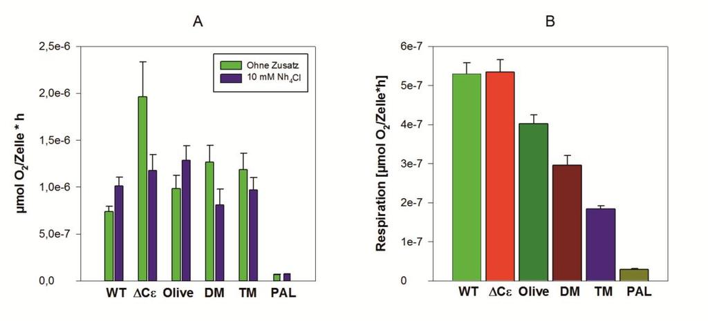 Ergebnisse ohne ATPase-Mutation eine deutliche Steigerung der O 2 -Entwicklung zu beobachten. In den bereits entkoppelten Mutanten ist dagegen eine Abnahme festzustellen.