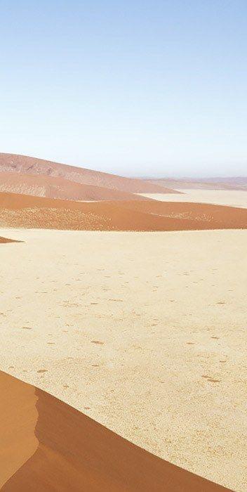 Wüste: Anpassungen der