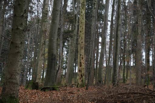 Vorrangflächen für Windkraft in der Gemeinde Friesenheim Artenschutzprüfung