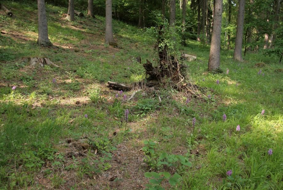 trockenen Eichen- Hainbuchenstandortes ein.