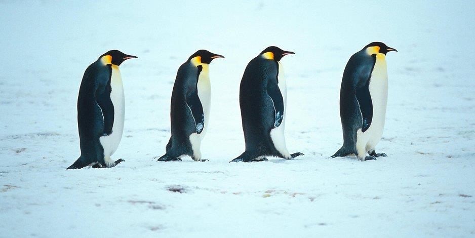 Der Pinguin-Effekt