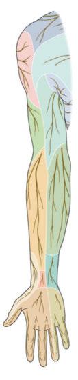4 Periphere, sensible Hautinnervation (rechter Arm, Ansicht von ventral) brachii posterior brachii und N. intercostobrachialis N. ulnaris, R. dorsalis dorsales (N. ulnaris) Autorinnen Nn.