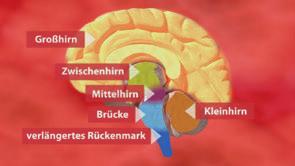 Film Aufbau des zentralen Nervensystems Laufzeit: 7:20 Minuten Dieser Film erklärt mithilfe von aufwändigen 3D-Computeranimationen den Aufbau des zentralen Nervensystems.