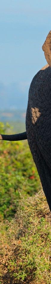 Gehen Sie im weltberühmten Krüger Nationalpark während Ihrer Bus-Safari auf Tuchfühlung mit der unvergleichlichen