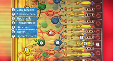 Feinbau der Netzhaut Laufzeit: 8:40 min, 2019 Lernziele: - Den Aufbau der Netzhaut und die Funktion der einzelnen Zelltypen im Detail kennenlernen und verstehen.