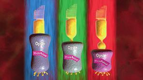 Farbensehen Laufzeit: 8:30 min, 2019 Lernziele: - Das Prinzip der Farbwahrnehmung über die Zapfen verstehen; - Die wesentlichen Unterschiede des biochemischen Sehvorgangs in den Zapfen gegenüber den