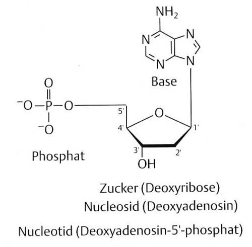 Ribose in RNA, Desoxyribose in DNA) und einer Nukleotidbase (Purin oder