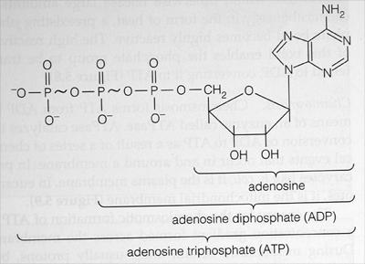 Molekulargewichte und Informationseinheiten In der Biochemie gibt man die Größe eines Moleküls, wie allgemein in der Chemie üblich, in Dalton an, ein Dalton entspricht dem Atomgewicht des leichtesten