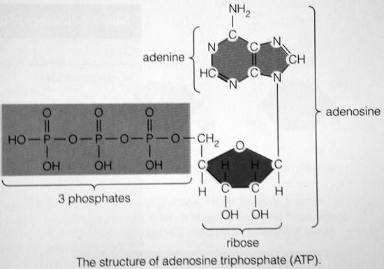 ATP NAD + NAD + (Nicotinamid-Adenin-