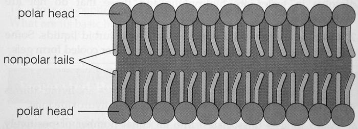 Lipide In Membranen bilden Phospholipide Doppelschichten, bei denen die hydrophoben