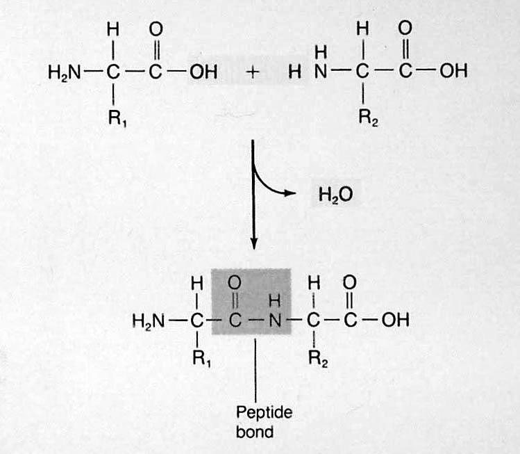 Ein Peptid bildet sich aus mindestens zwei Aminosäuren Aminosäuren In den Proteinen findet man meist 20 unterschiedliche Aminosäuren, die proteinogenen Aminosäuren. Es sind alles α-aminosäuren, d.h., die Aminogruppe sitzt am C-Atom direkt neben der Carboxy- Gruppe.