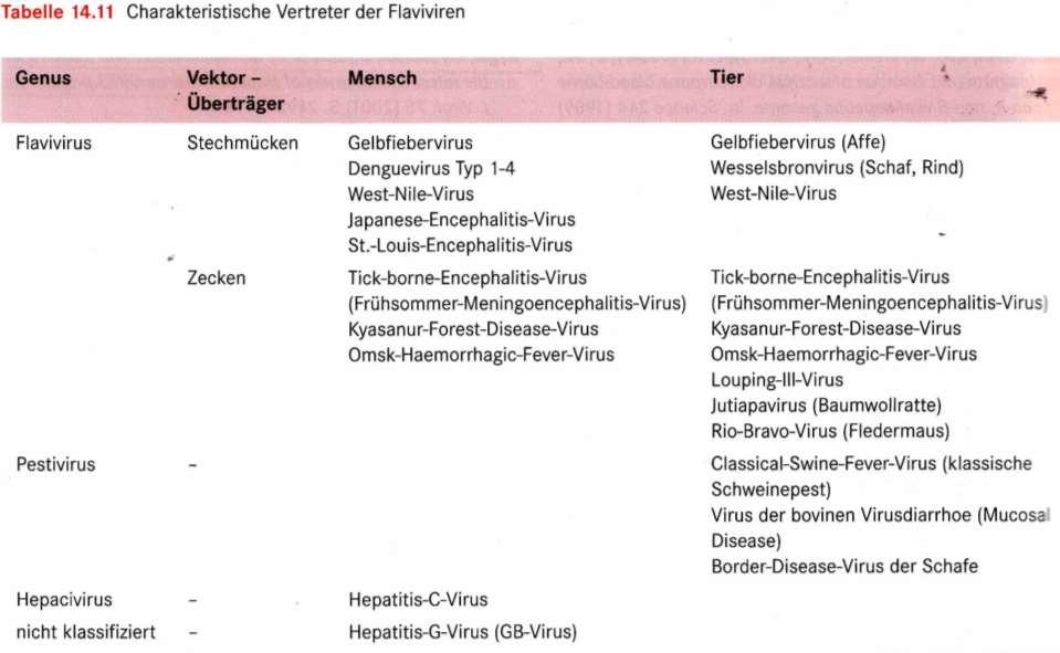 Hepatitis C Virus - Taxonomie