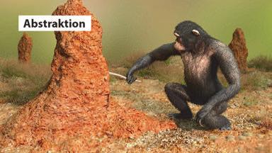 Mithilfe der Abstraktion erkennt der Affe in einer neuen Situation analoge Chancen, mit dem Werkzeug Stock an begehrtes Futter zu