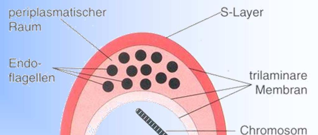 Borrelia