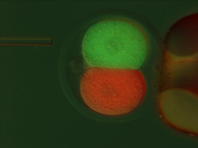 Jeder Zelle eine eigene Farbe: Nach der ersten Zellteilung der befruchteten Eizelle werden die