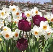 mit 8 Gefüllte Narzissen-Mischung Narcissus Blüte: Mischung, gefüllt, Blütezeit: