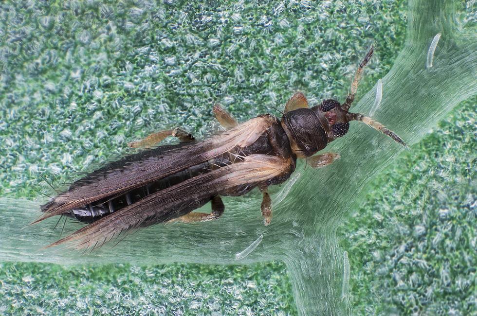 Erstauftreten von Thrips setosus in Baden-Württemberg Foto: Manfred Ulitzka LTZ Augustenberg Ref.