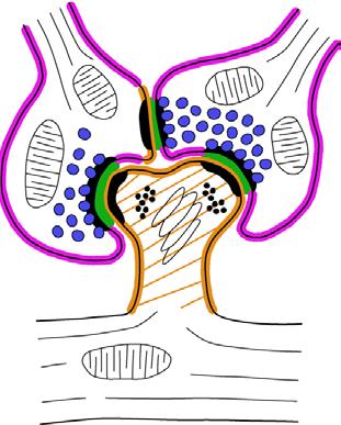 Chemische Synapse PNS versus ZNS gemeinsame Strukturelemente Präsynapse = Bouton mit synaptischen Vesikeln, aktive Zone, Mitochondrien Postsynapse durch synaptischen Spalt von Präsynapse getrennt,