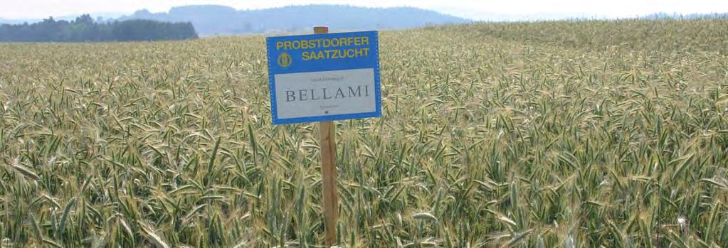 BELLAMI entspricht auch agronomisch durch ausgezeichnete Halmstabilität und gute Braunrosttole - ranz. Das hohe Pollenschüttungsvermögen verringert die Gefahr von Mut - ter korn.