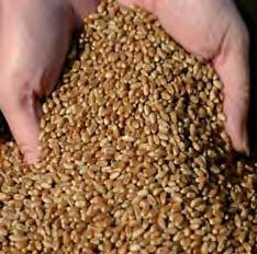 ASTARDO ist für das Trocken- und das Feuchtgebiet zu empfehlen. Kornertrag Feuchtgebiet Kornertrag Trockengebiet 102% 103% 101% 91%!Höherer Kornertrag bei ASTARDO von ca.