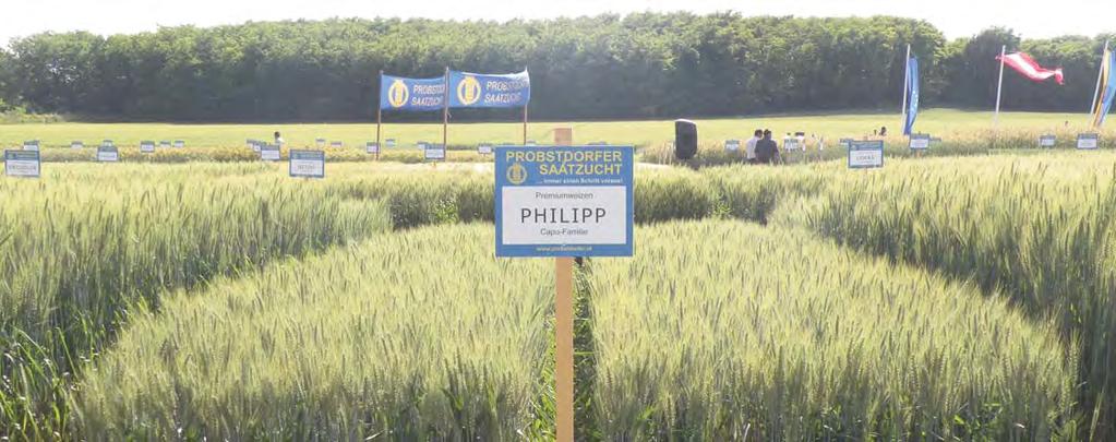 CAPO-FAMILIE Sicherheit bei Ertrag und Qualität Philipp Der kurzhalmige Grannenweizen bestätigt sein enormes Ertragspotenzial mit über 7.500 seit fünf Jahren in der Praxis.