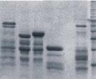 3.4.2.2 Expression der Deletionsmutanten als GST-Fusionsproteine und RIIoverlay Die in den Vektor pgex-4t-3 klonierten DNA-Fragmente wurden nach Transformation der Plasmide in kompetente BL21 E.