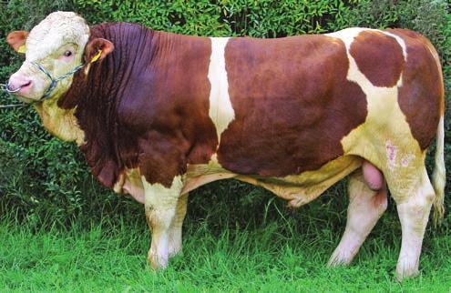 Er sollte aber vor allem an Kühe mit hoher Milchleistung angepaart werden. Iserdenn wurde von Karl Kilian aus Nenzenheim gezüchtet und stammt aus der bekannten Winnipeg-Tochter Emare.