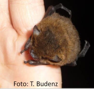 32 Zwergfledermaus (Pipistrellus pipistrellus) Größe: 3,6 5,1 cm Spannweite: 18 24 cm Gewicht: 3,5 8 g Alter: bis 16 Jahre Geschw.