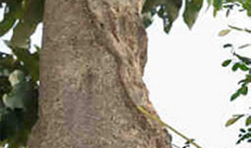 Moringa hat sich auch im Laufe der Jahrhunderte an seine Umgebung angepasst und es sind inzwischen 13 Arten von Moringa bekannt.