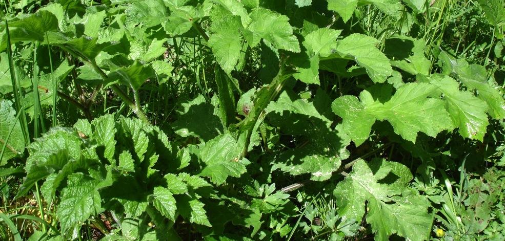 Wiesenbärenklau Heracleum sphondylium Doldengewächse / Apiaceae mehrjährig 150 cm weisse Dolden Juni- September auf nährstoffreiche Wiesen, Lehm- oder Tonböden Stängel und Blätter behaart; grosse,