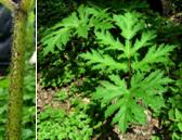 Unreif, grün von August- Oktober als Gewürz, besonders für Süssspeisen. Hinweis Weiss, rettichähnlich. September- März roh gerieben als Gewürz oder als Gemüse gekocht.