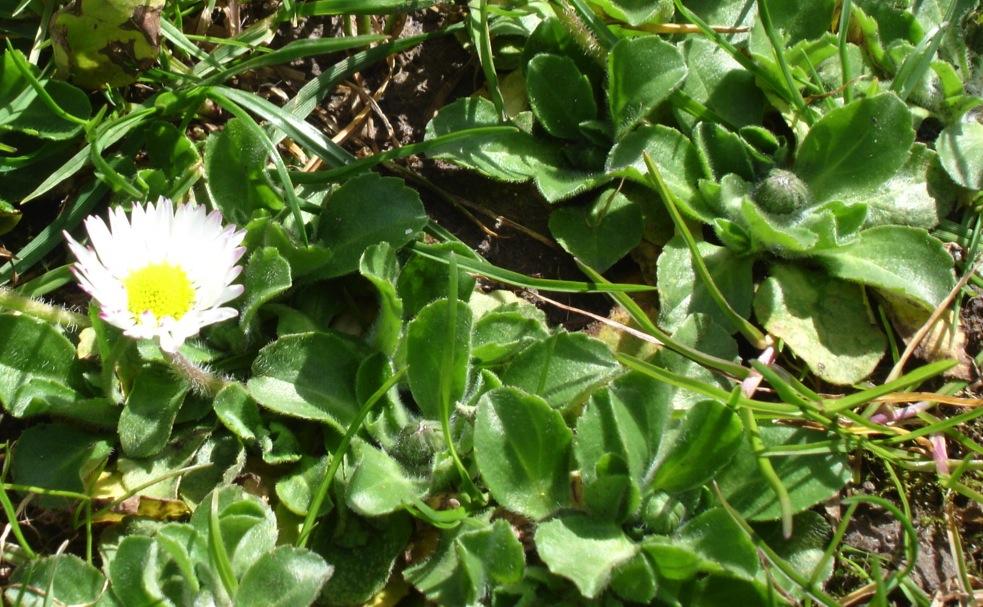 Gänseblümchen Bellis perennis Korbblütengewächse / Asteraceae mehrjährig, 20 cm weiss- rötlich, gelb, Januar - November Wiesen, Parkrasen, Weiden Erinnert an Feldsalat, teilweise anhaltender rauh-