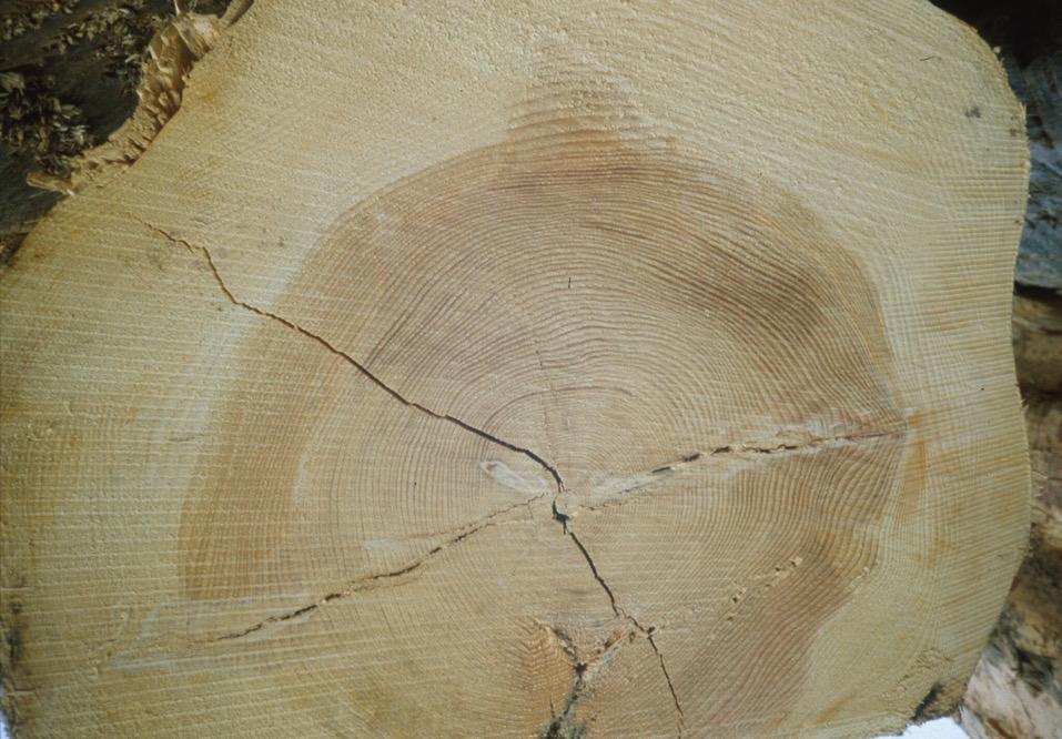 2. Stammholzqualitäten Weißtanne Stammholzqualität Nasskern Tannen sind Reifholzbäume.