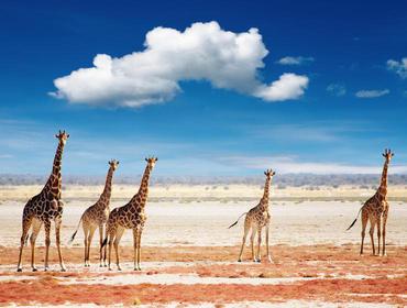 4. Tag: Pirschfahrt im Etosha Nationalpark Der Etosha Nationalpark ist eines der wichtigsten Schutzgebiete Afrikas.