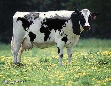 2 - Näherung Eine Kuh ist ein weibliches Säugetier (weibliches Hausrind), das Gras und Heu frißt (mit dem Maul, vorne am Kopf), das Futter verdaut, und, wenn es ein Muttertier ist,