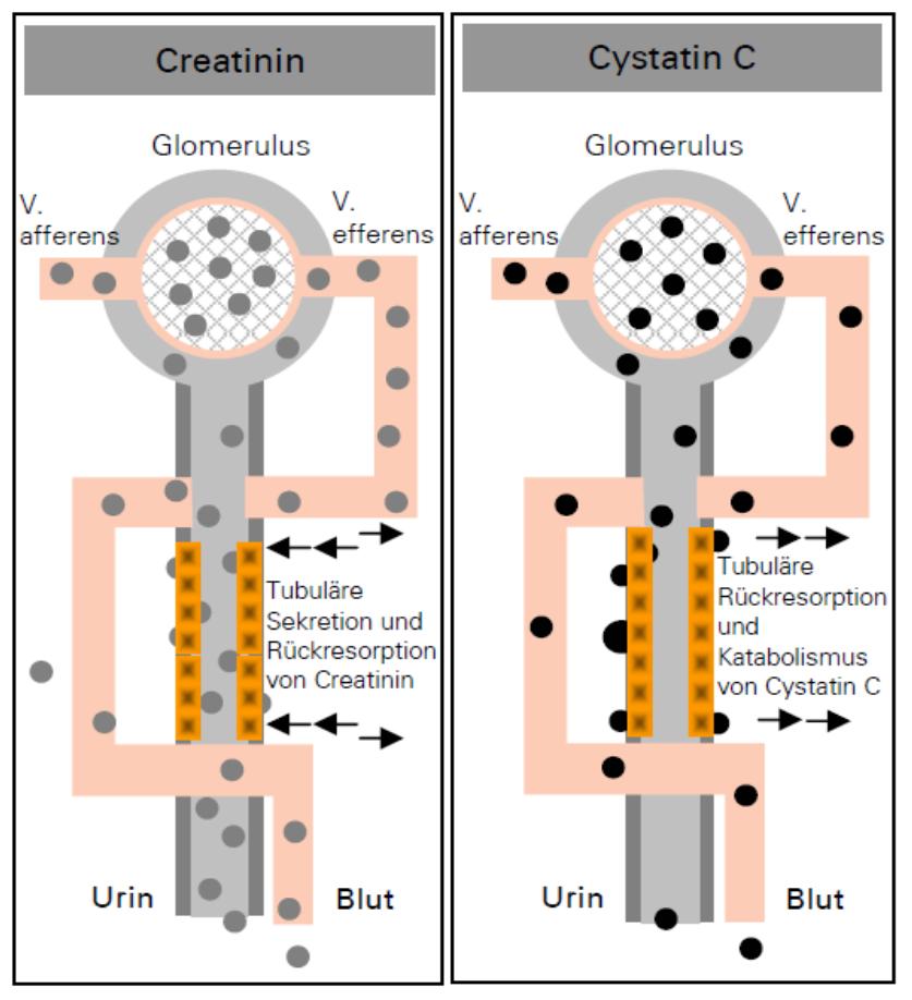 Cystatin C sensitiver Marker für Abnahme der GFR weitgehend unbeeinflußt von Serum-Cystatin C
