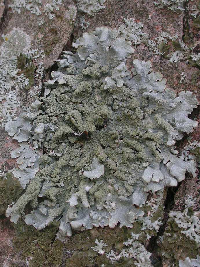Die montane Parmelia submontana (Abb. 25-27) wurde bisher in Nordrhein-Westfalen nur selten nachgewiesen. DÜLL (2002) erwähnt einen Fund aus dem Urfttal nordwestlich von Kall.