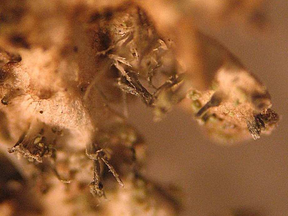 enteroxantha aus der Eifel bei Monschau-Rohren und schätzte die Eifel als Verbreitungsschwerpunkt dieser Art ein. APTROOT & STAPPER (2008) konnten P. enteroxantha am Haus Seebend in Höfen nachweisen.