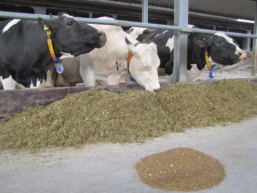 Fütterung in der Milchkuhherde Iden