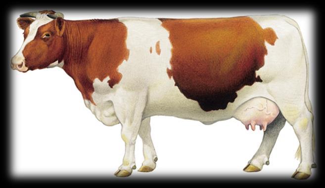 Lumpy-Skin-Krankheit Auch Dermatitis nodularis oder Knötchenkrankheit der Rinder genannt Hauptwirt ist das Rind (aber auch Büffel, Giraffen, Kamele und Impalas sind empfänglich)