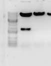 Dafür wurden die DNA Sequenzen der beiden APP Proteine in jeweils einen foamyviralen Vektor (BF014) kloniert.
