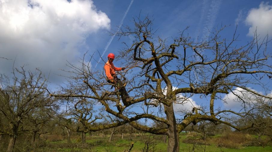 Leider ist das Wissen um die fachgerechte Pflege von Hochstamm-Obstbäumen in den letzten Jahrzehnten stark zurückgegangen und es fehlt an fachkundigem Personal für einen naturgemäßen Obstbaumschnitt