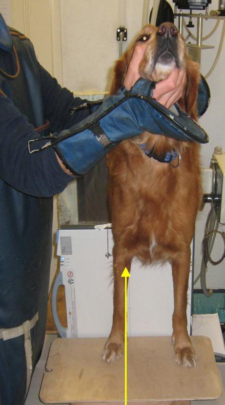 Abb. 2 Kraniokaudale Röntgenaufnahme am stehenden Hund: Vorder- und Hinterbeine stehen auf gleicher Ebene, die Röntgenkasette wird senkrecht unter dem Hund mit Kontakt am Sternum und Olekranon